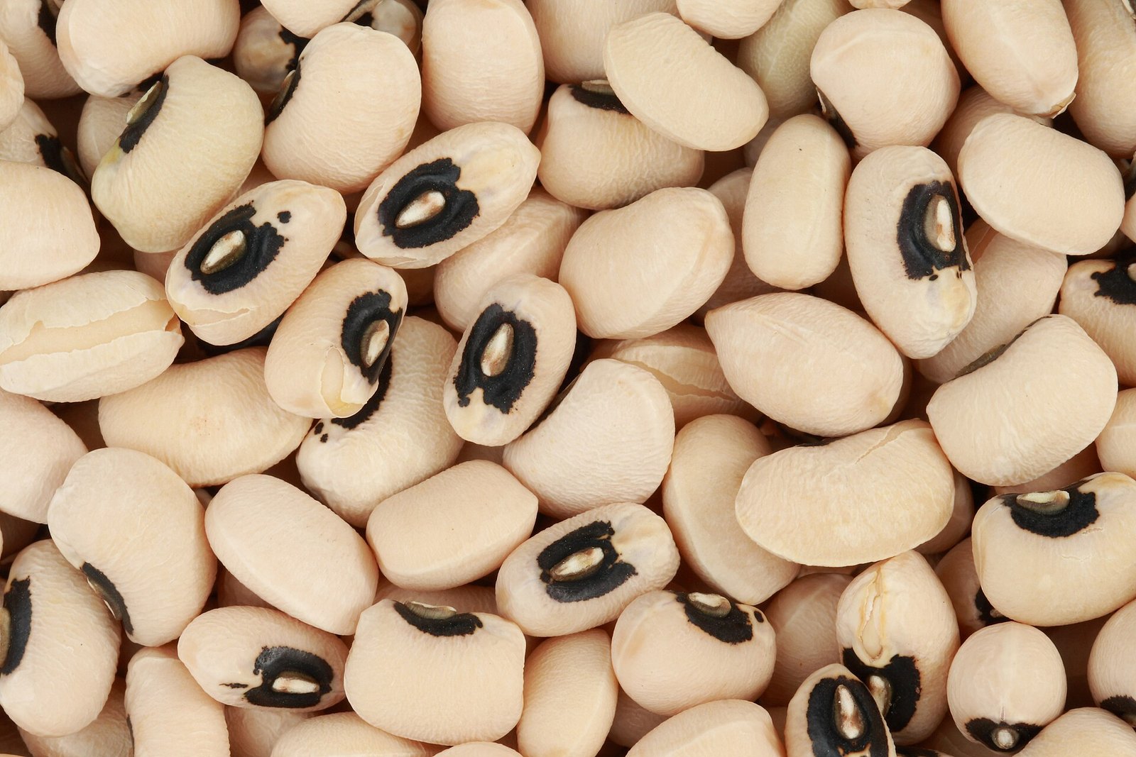 Cowpea (Brown Beans) sourced in Nigeria for export