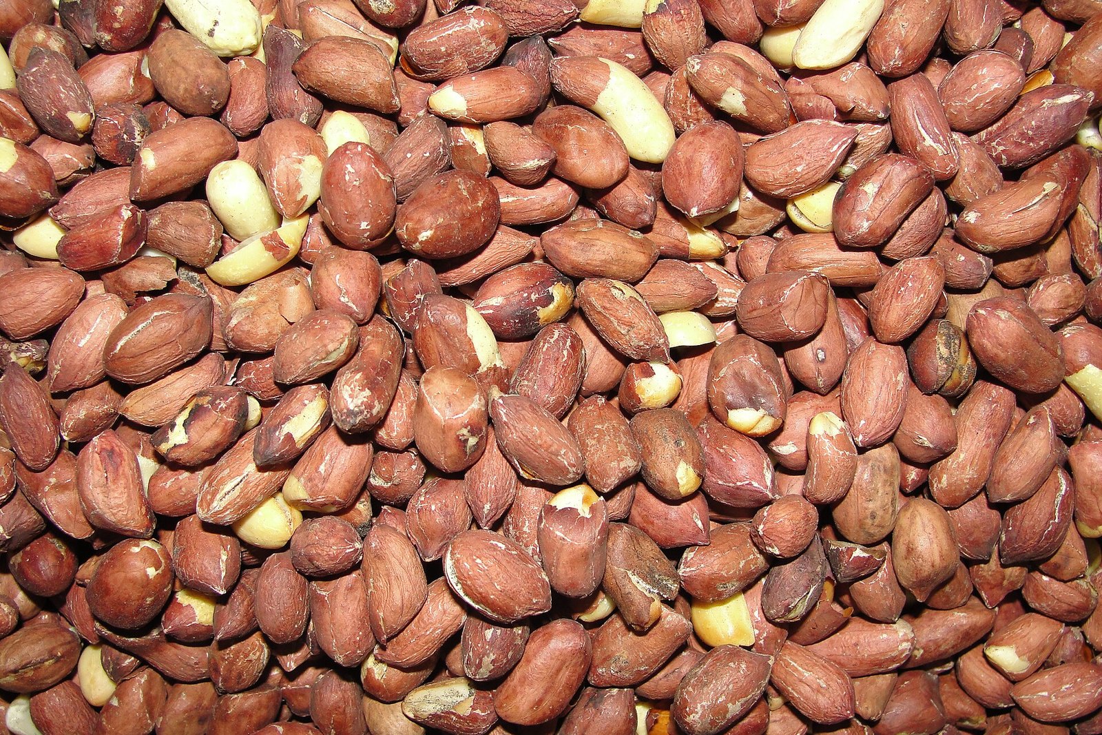 Groundnut (Peanut Kernels) sourced in Nigeria for export